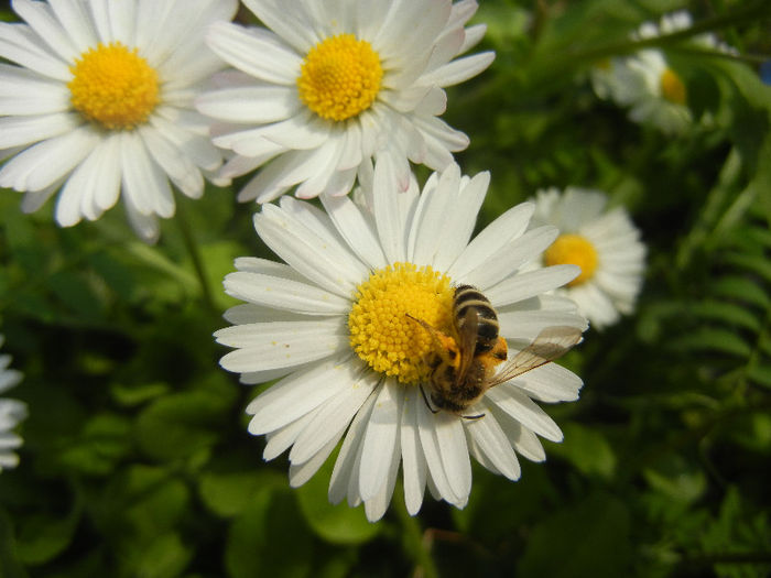 Bee on Bellis perennis (2013, April 21) - BEES and BUMBLEBEES