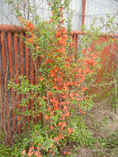 Chaenomeles japonica (2013, April 21)