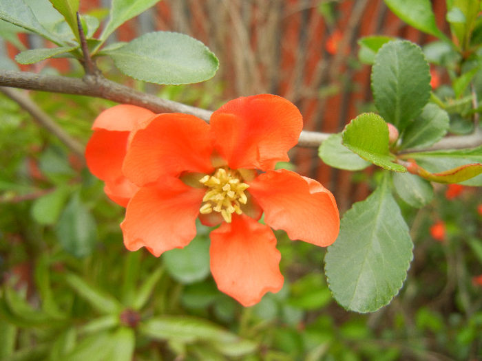 Chaenomeles japonica (2013, April 21)