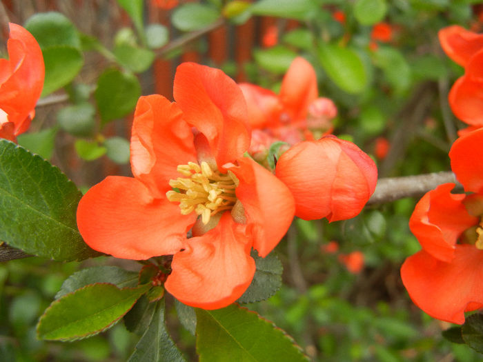 Chaenomeles japonica (2013, April 21)