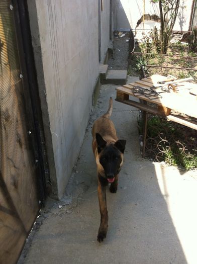 image - Lucky Hermes Malinois