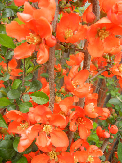 Chaenomeles japonica (2013, April 21)