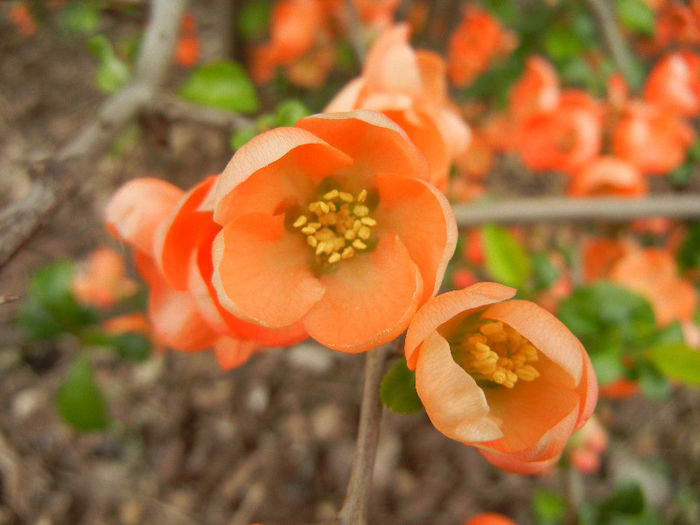 Chaenomeles japonica (2013, April 21)