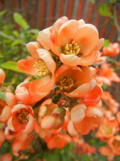 Chaenomeles japonica (2013, April 21)