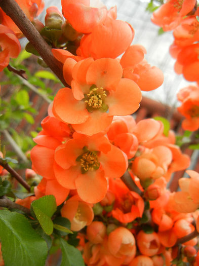 Chaenomeles japonica (2013, April 21) - Chaenomeles japonica