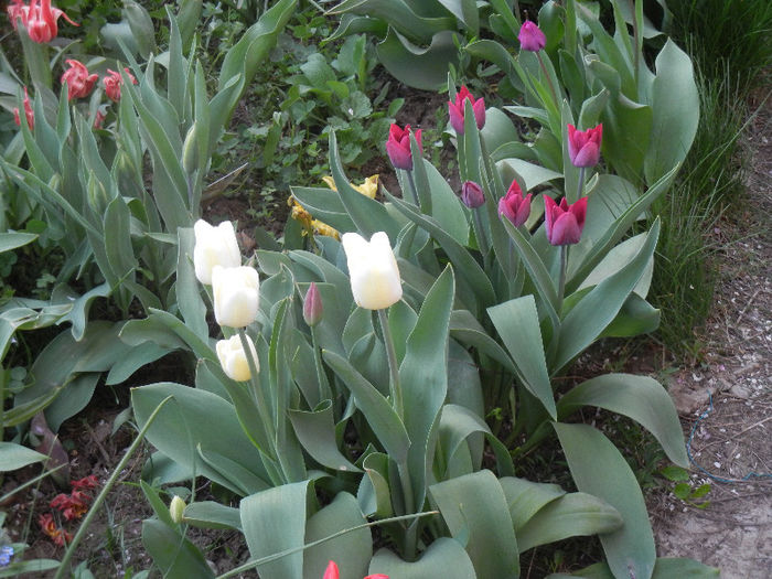 Tulips Antarctica & Negrita (2013, Apr.20) - LALELE_TULIP CLASSES