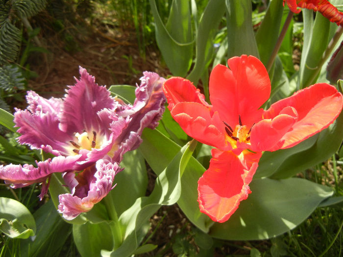 Rai Parrot & Giant Parrot (2013, April 20) - CLASS 10_PARROT Tulips