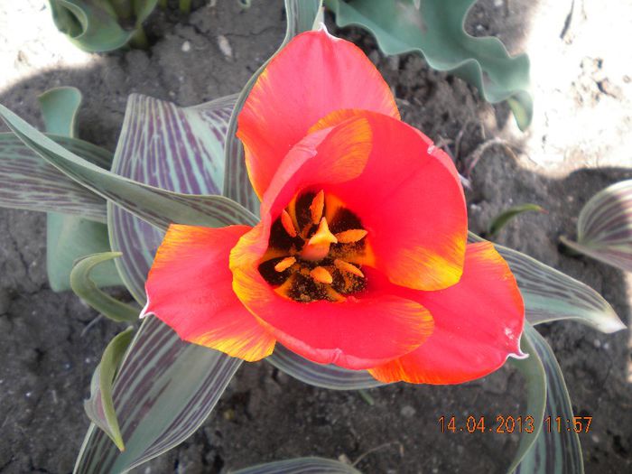  - flori din gradina 2013