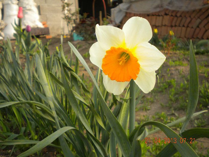  - flori din gradina 2013