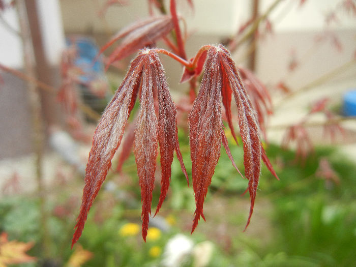Acer palmatum Bloodgood (2013, Apr.21)