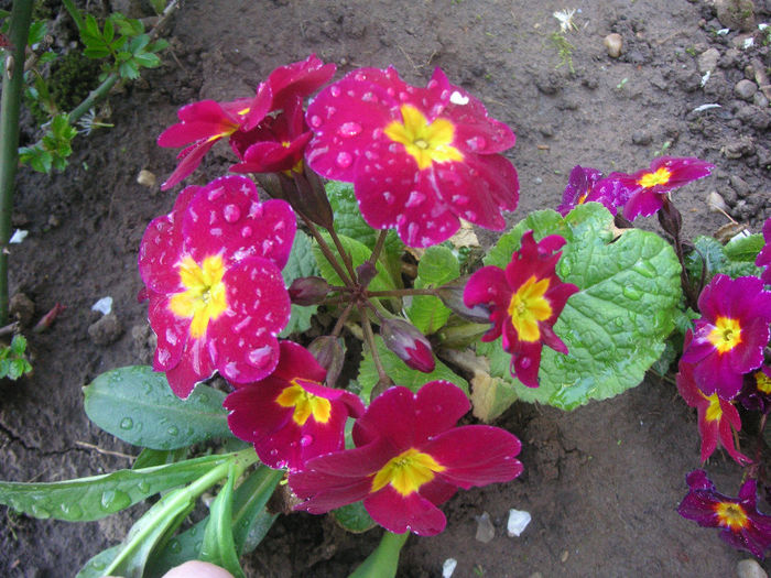 SANY0064 - Gradina V