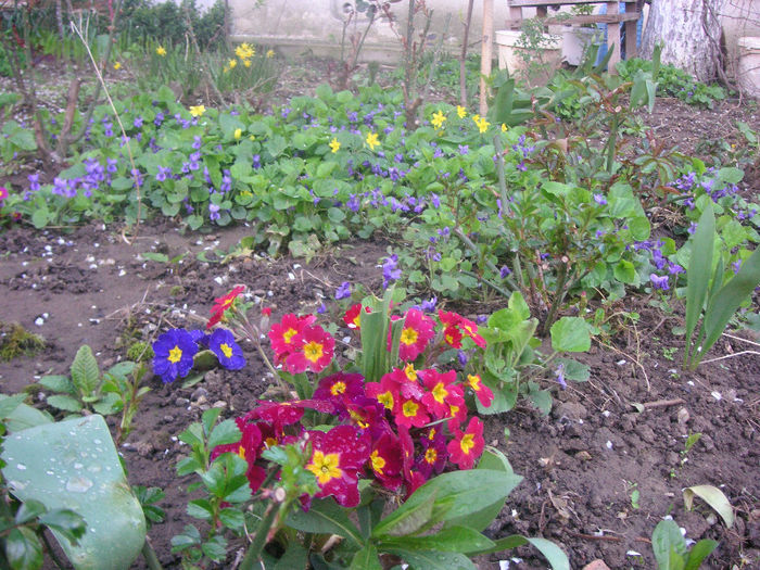 SANY0065 - Gradina V