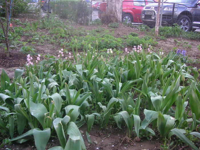 SANY0067 - Gradina V