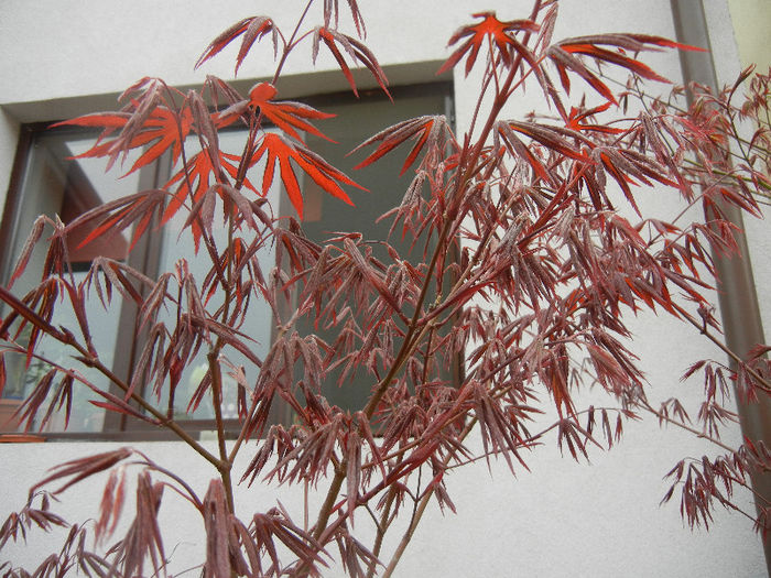 Acer palmatum Bloodgood (2013, Apr.21)
