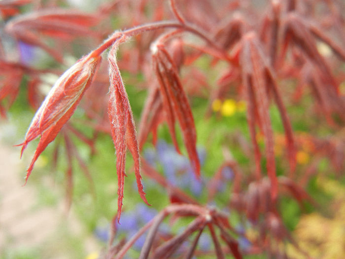 Acer palmatum Bloodgood (2013, Apr.21)