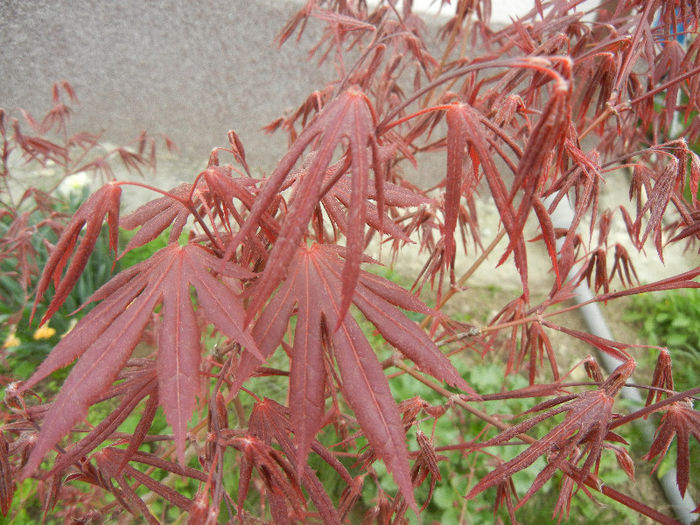 Acer palmatum Bloodgood (2013, Apr.21)