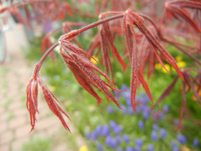 Acer palmatum Bloodgood (2013, Apr.21)