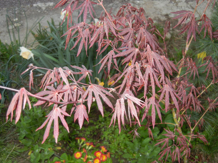 Acer palmatum Bloodgood (2013, Apr.21)