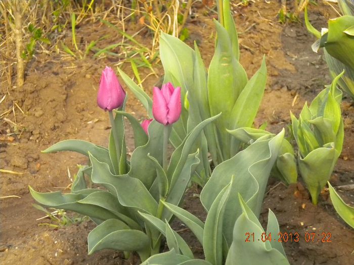  - flori din gradina 2013