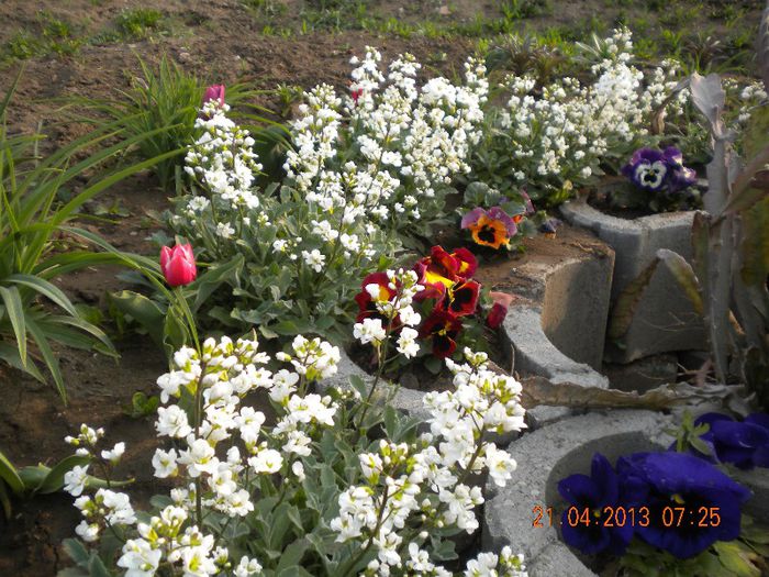 - flori din gradina 2013