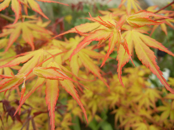 Acer palmatum Katsura (2013, April 21) - Acer palmatum Katsura