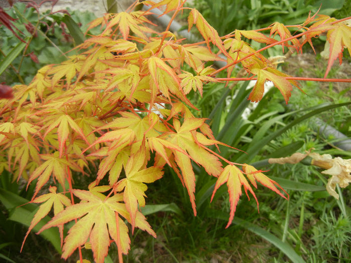 Acer palmatum Katsura (2013, April 21)
