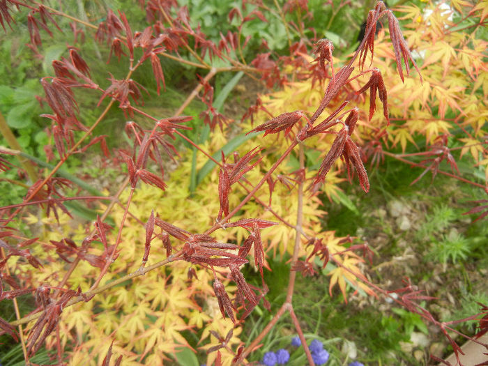 Acer Katsura & Bloodgood (2013, Apr.21) - Acer palmatum_Japanese Maples