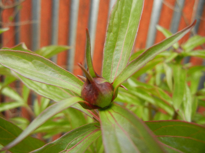 Peony. Bujor (2013, April 21)