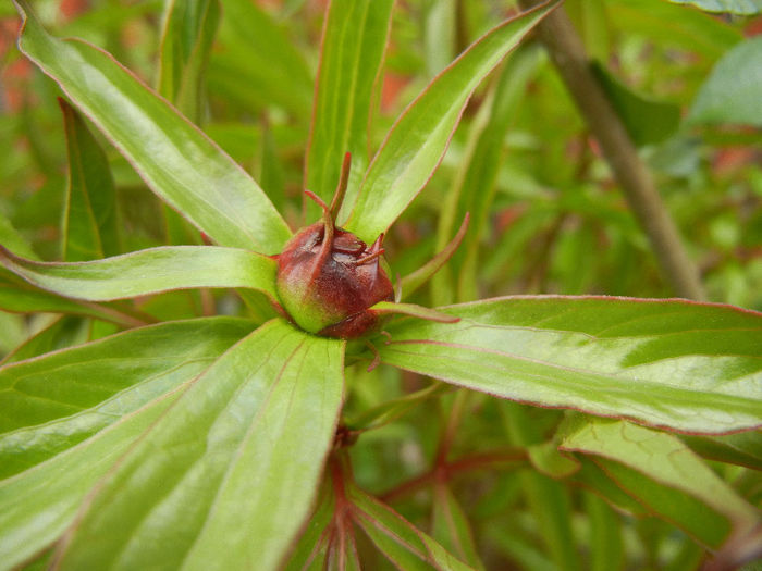 Peony. Bujor (2013, April 21) - BUJORI_Peony Paeonia