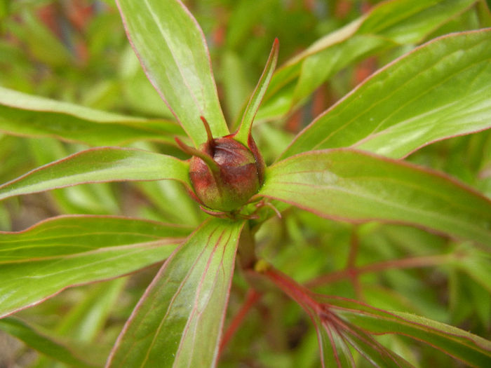 Peony. Bujor (2013, April 21) - BUJORI_Peony Paeonia