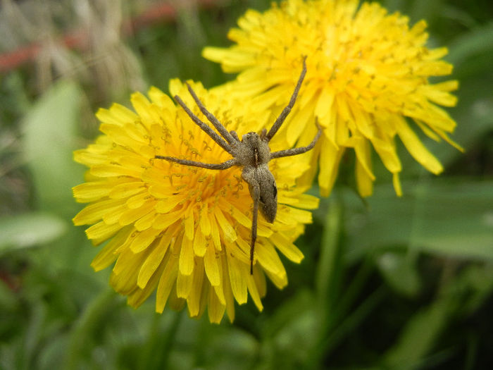 Spider on Dandelion (2013, April 21) - SPIDER_Paianjen
