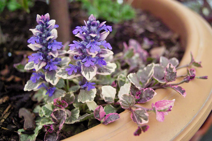 Ajuga reptans