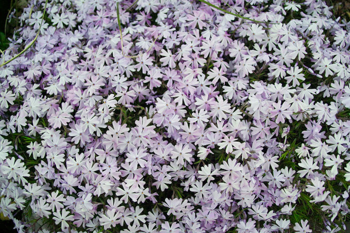 Phlox subulata - Flori 2013