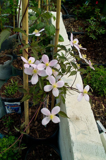 Clematis montana - Flori 2013