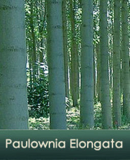 PAULOWNIA ELONGATA - 30 seminte - 5 ron; PAULOWNIA ELONGATA - 30 seminte - 5 ron
