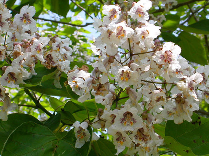 Flori de catalpa - Seminte de arbori si arbusti