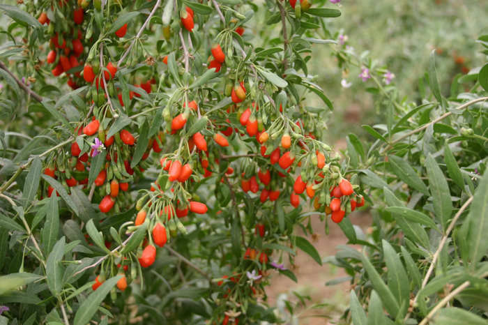 Goji - 70 seminte - 10 ron - Seminte de arbori si arbusti