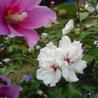 Hibiscus Syriacus- 20 seminte -4 ron; Hibiscus Syriacus- 20 seminte -4 ron
