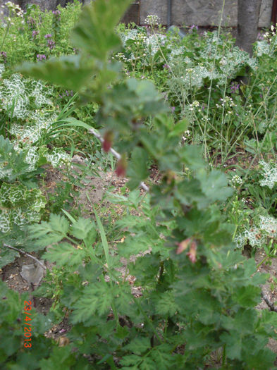 agrise - Gradina Casa si Plante Rare sau Deosebite pentru Sanatate