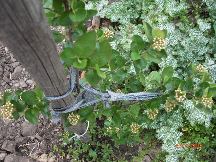 aronia inainte de inflorire