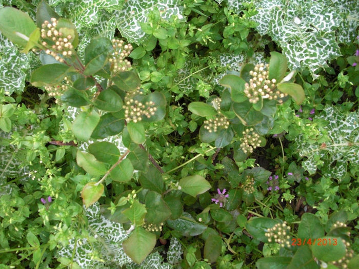 aronia si armurariu - Aronia Melanocarpa Nero vand