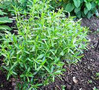 Cimbrul de gradina - 50 seminte - 3 ron - Seminte de plante medicinale si aromatice