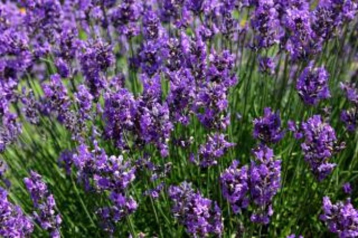 Lavanda - 30 seminte - 4 ron - Seminte de plante medicinale si aromatice