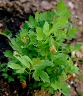 Leustean 50 seminte - 3 lei - Seminte de plante medicinale si aromatice