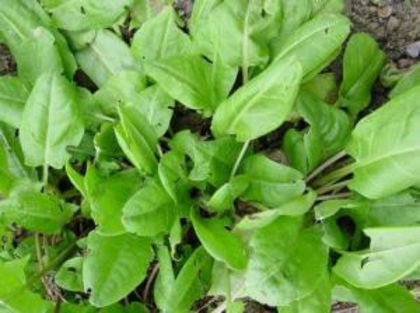 Macris - 40 seminte - 4 ron - Seminte de plante medicinale si aromatice