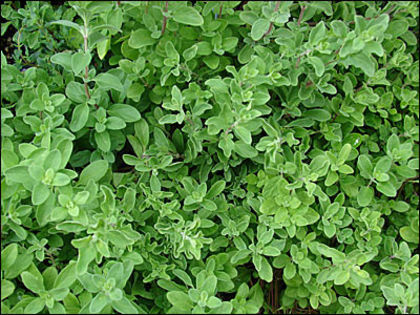 Maghiran - 50 seminte - 4 ron - Seminte de plante medicinale si aromatice