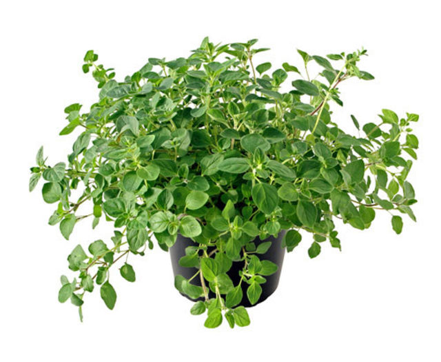Oregano - 50 seminte - 4 ron - Seminte de plante medicinale si aromatice