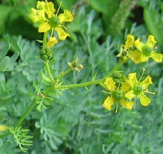 Ruta - 40 seminte - 4 ron - Seminte de plante medicinale si aromatice