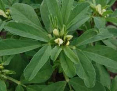 Schinduf - 30 seminte - 4 ron - Seminte de plante medicinale si aromatice