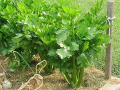 Telina de frunza - 100 seminte - 3 ron - Seminte de plante medicinale si aromatice